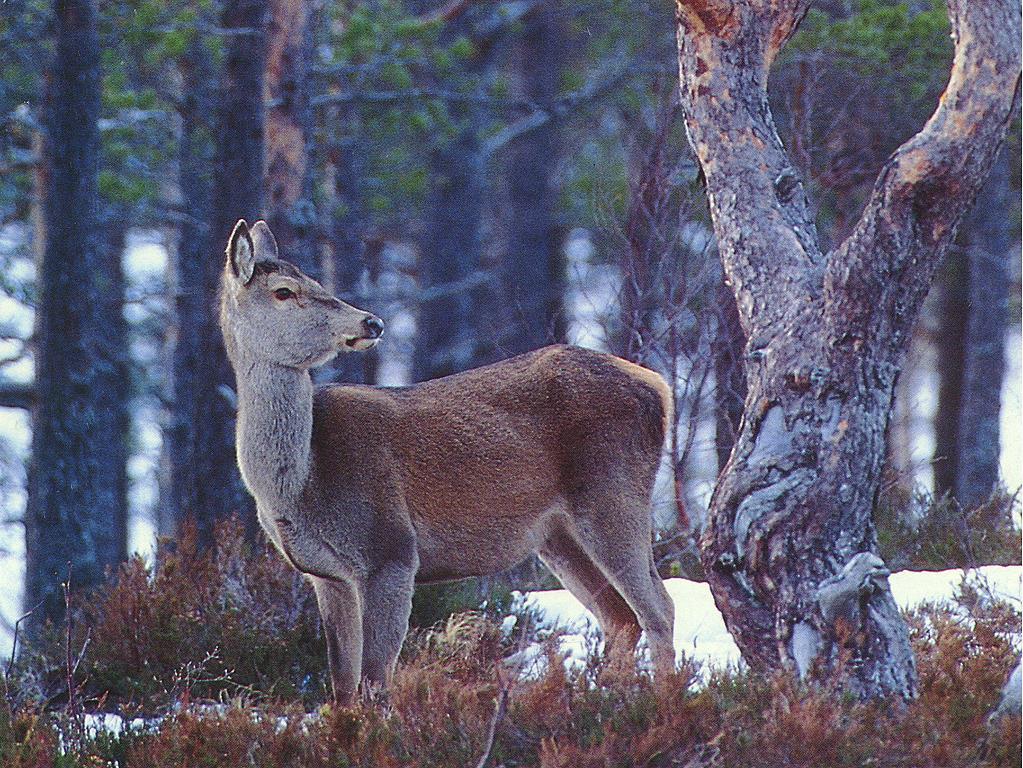 Mulige medvirkende årsaker Hjorten; Økende tetthet Høyere tetthet en elg?