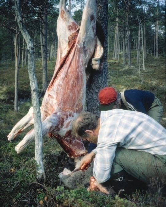 okse Jaktuttak (kjønn og alder), fallvilt Forvaltningens styringsverktøy