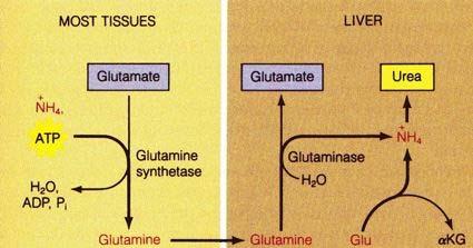c. Glutamin metabolisme er vist på figuren. Overskudd av glutamin i perifere vev skilles ut i blodbanen. Glutamin tas opp i leverceller og omsettes som vist i figuren. d.
