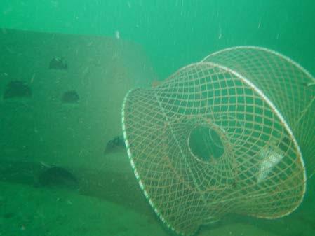 tauene, bunnforholdene er dårlige Forråtnelse av organisk materiale, bakteriebelegg (Beggiatoa)