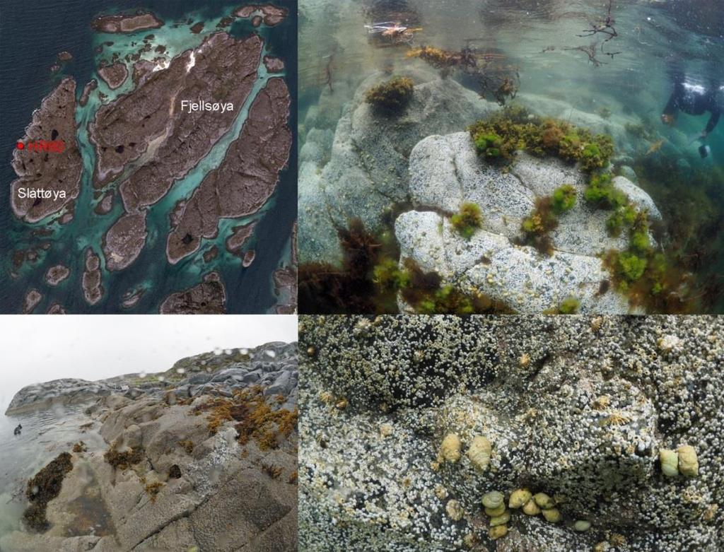 Slåttøya Stasjonen er plassert vest på Slåttøya (HR60, Figur 2 a). Fjellet var skrånende (ca.40-60 helning).