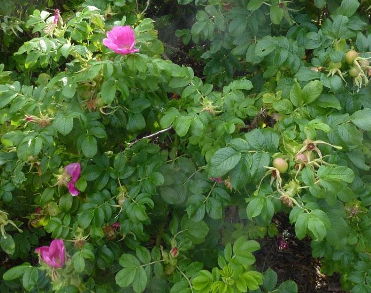 Rynkerose Rosa rugosa FREMMED ARTSLISTA: Svært høy risiko (SE). Forbudt å selge i Norge. Rynkerose med typisk rynkete blad og «flattrykte» nyper.