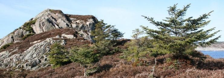 Fremmede bartrær Flere arter av bartrær er plantet ut i Nordland, både som parktrær og i skogbruket.