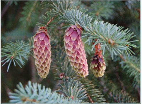 Gran (Picea abies vanlig norsk gran) vokser ikke naturlig nord for Saltfjellet i Nordland.