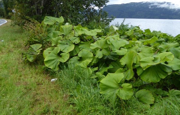 Japanpestrot Petasites japonicus subsp. giganteus (SE) og legepestrot P. hybridus (SE). Bruk utenfor privat hage krever tillatelse.