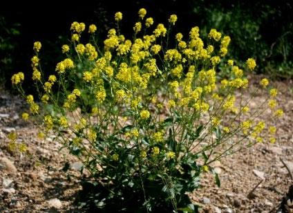 Vinterkarse Barbarea vulgaris (SE) Trolig innført som blindpassasjer ved kornimport. Den blir 30 80 cm høy, har små, gule blomster og bukttaggete blad.