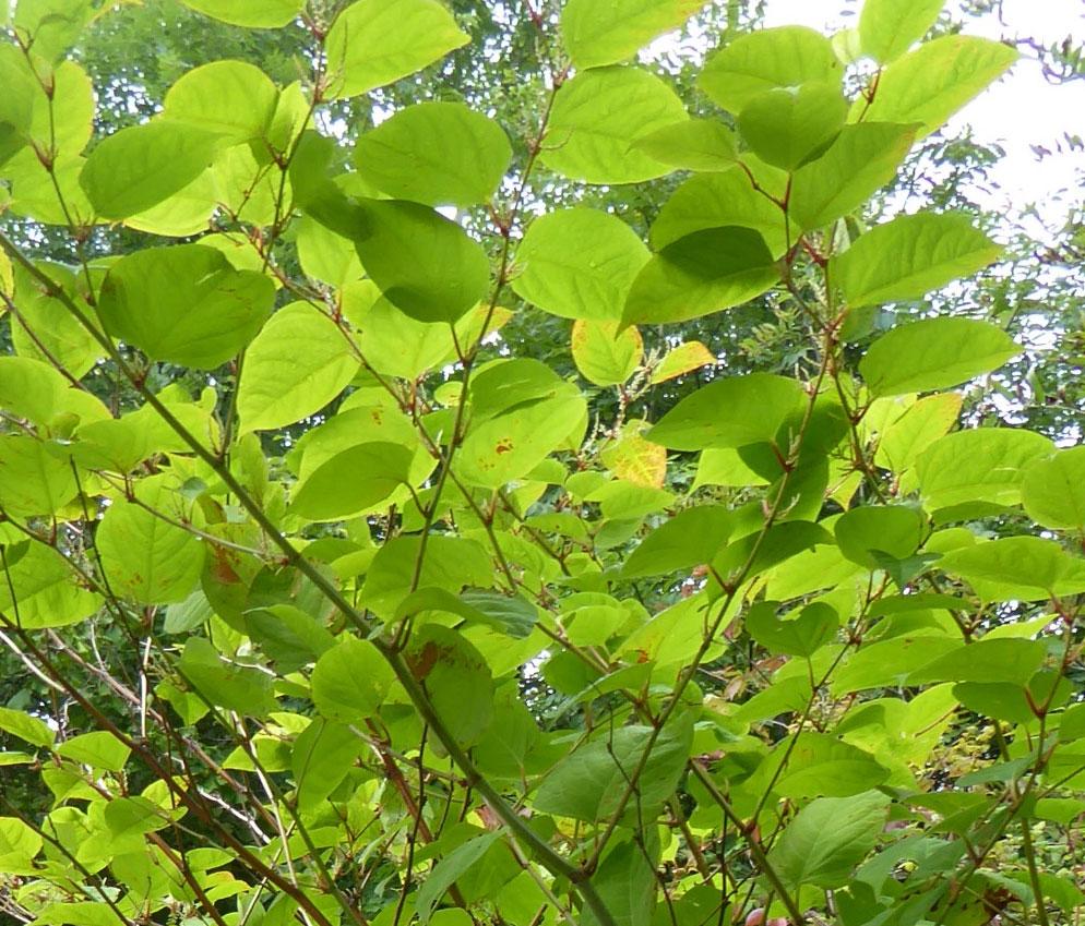 Plantevettregler Hva kan jeg gjøre for å motvirke spredning av uønskede planter?