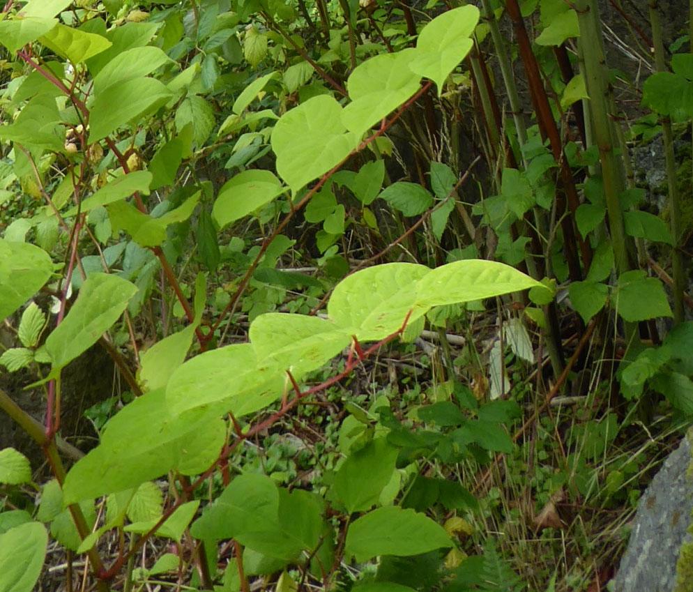 Kast ikke planteavfall i naturen eller på tilfeldige avfallsplasser.