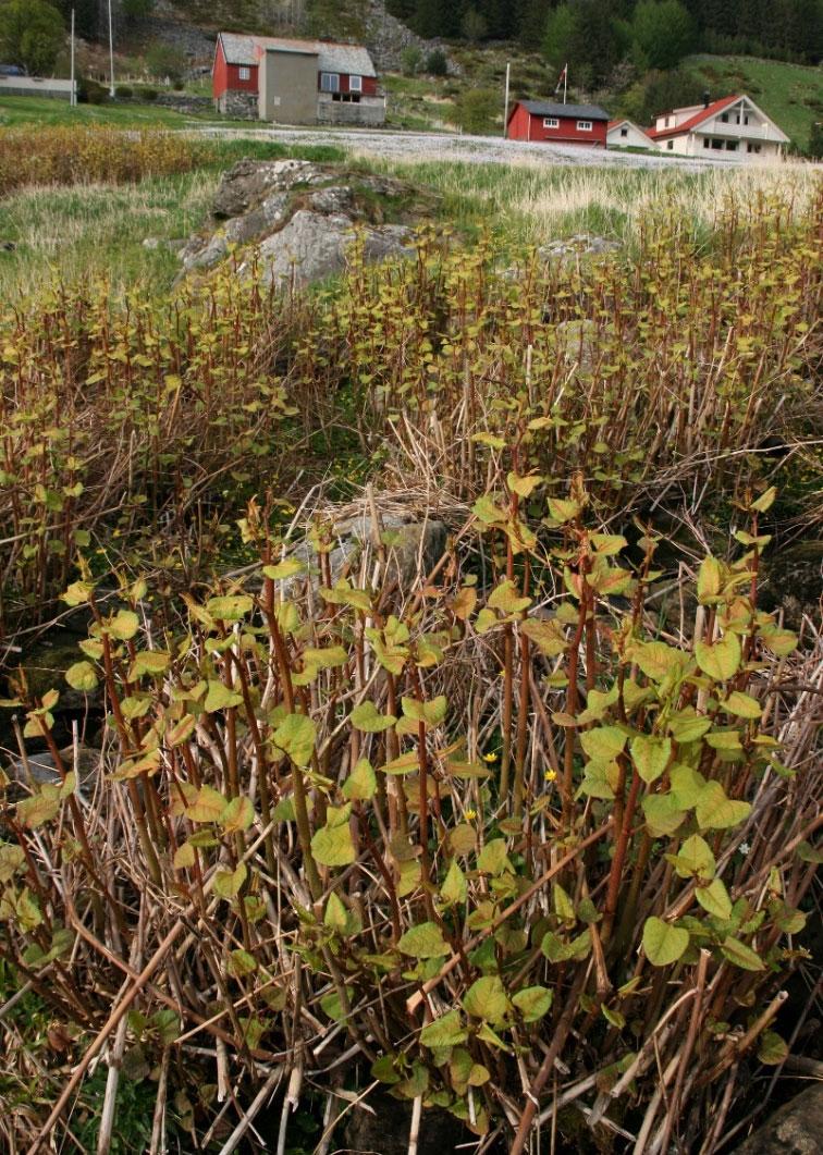 Parkslirekne som spirer fram tidlig i mai. Foto: Astrid Bakke Haavik Ta ansvar!