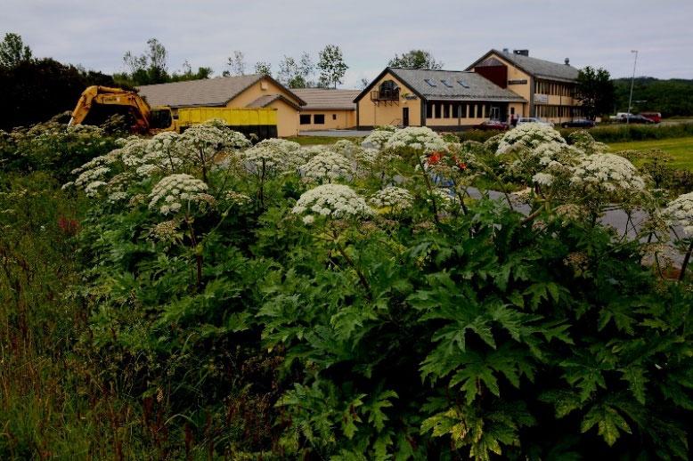 Tromsøpalme Heracleum persicum FREMMED ARTSLISTA: Svært høy risiko (SE). Forbudt å selge i Norge. Tromsøpalme. Foto: Gunnar Rofstad Innført fra Kaukasus og Iran til bruk som prydplante på 1800 tallet.