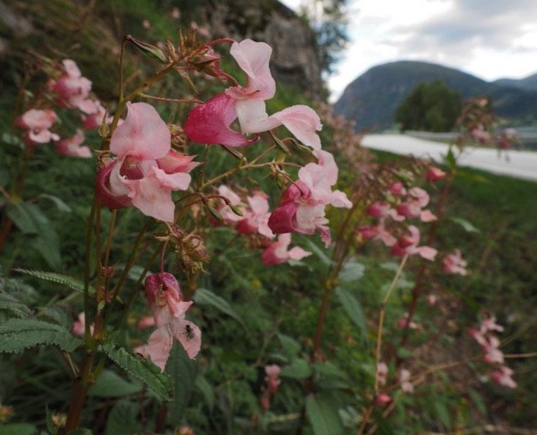 Kjempespringfrø Impatiens glandulifera FREMMED ARTSLISTA: Svært høy risiko (SE). Forbudt å selge i Norge. Foto: Tore Larsen Opprinnelig fra Himalaya, innført som prydplante.