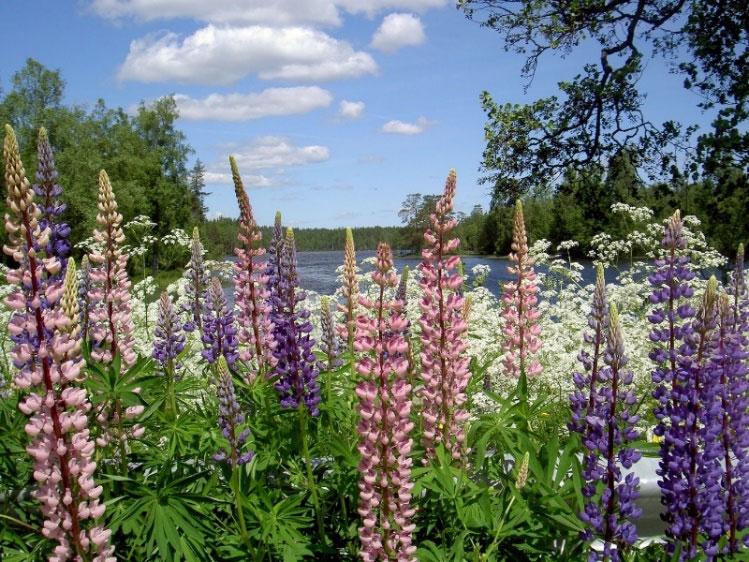 Hagelupin Lupinus polyphyllus FREMMED ARTSLISTA: Svært høy risiko (SE). Forbudt å selge i Norge. Lupiner spp.