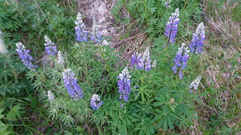 jernbaneskråninger i Norge på slutten av 1800 tallet. Begge artene er mindre enn hagelupin, vel 0,5 meter høye, med varierende farge på blomsterklasene.