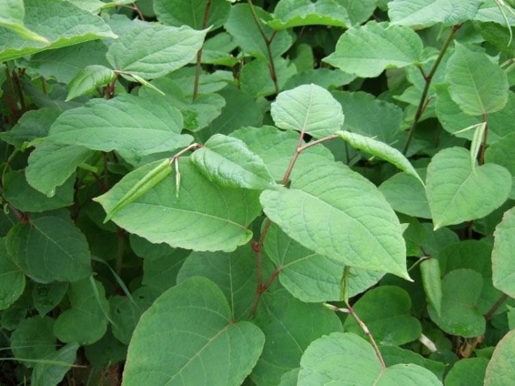 Parkslirekne Reynoutria japonica FREMMED ARTSLISTA: Svært høy risiko (SE). Forbudt å selge i Norge. Stort bilde: Parkslirekne. Foto: Anne Marit Isachsen, Norsk landbruksrådgivning Salten.