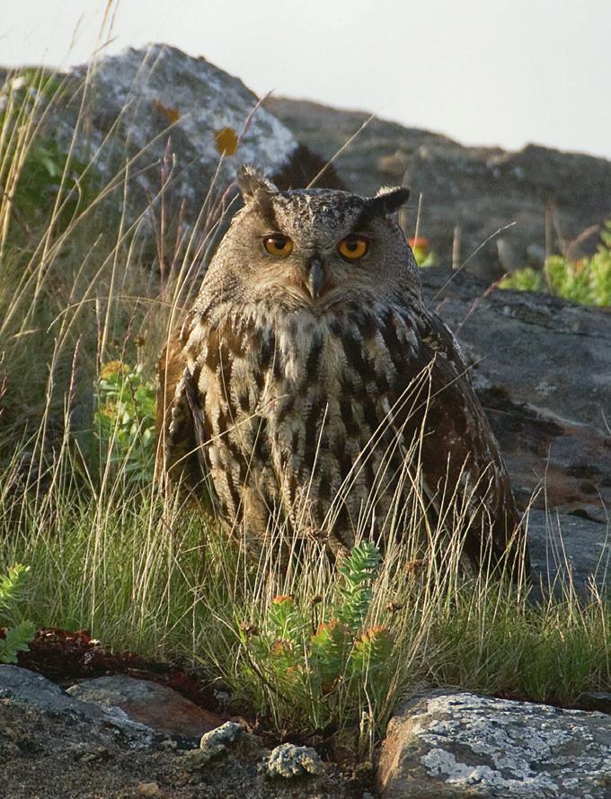 Strategi for Norsk Ornitologisk Forening 2019-2024 Sentralstyrets forslag til NOFs årsmøte ved Saltstraumen 27.