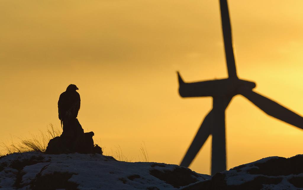 Overordnet visjon Livskraftige bestander av alle fuglearter i en sunn natur Hovedmål 1 Fuglene og deres leveområder skal forvaltes på en bærekraftig måte Kongeørn og vindmølle. Foto: Espen Lie Dahl.