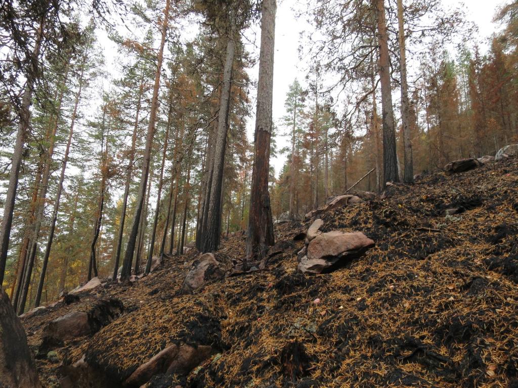 Bilder fra området Greinberget Nylig brent