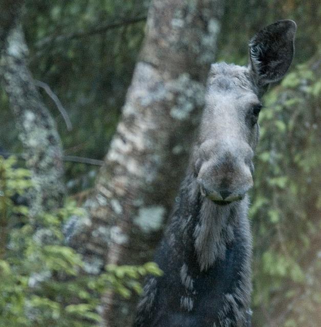 Foto: Morten Meland Aldersregistrering og bestandsvurdering av elg i Søndre Land etter jakta 2018 FAUN