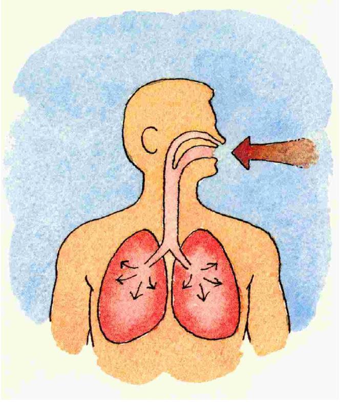 Radioaktive stråler i luft Inhalering = bestråling Stopper i lungevevet Medfører stor skade i cellene som treffes En enkel
