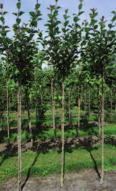 Knot- en bolbomen Stamhoogte van deze bomen is