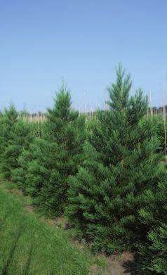 Sequoia sempervirens