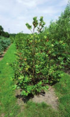 paniculata