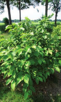 Pterostyrax