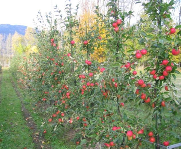 Sprøyteforsøk Det er anlagt eit sprøyteforsøk i tettplanting i 'Summerred' med Delan Pro og Nordox i bladfellingsperioden. Feltet har mykje frukttrekreft på trea.