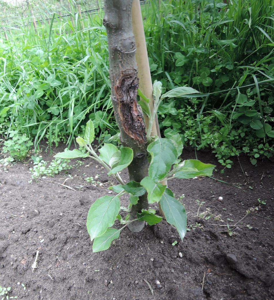 5 Sjekk trea Frukttrekreft er ein frykta sjukdom på nyplanting. Gjennomgang av trematerialet i tida etter planting er viktig.