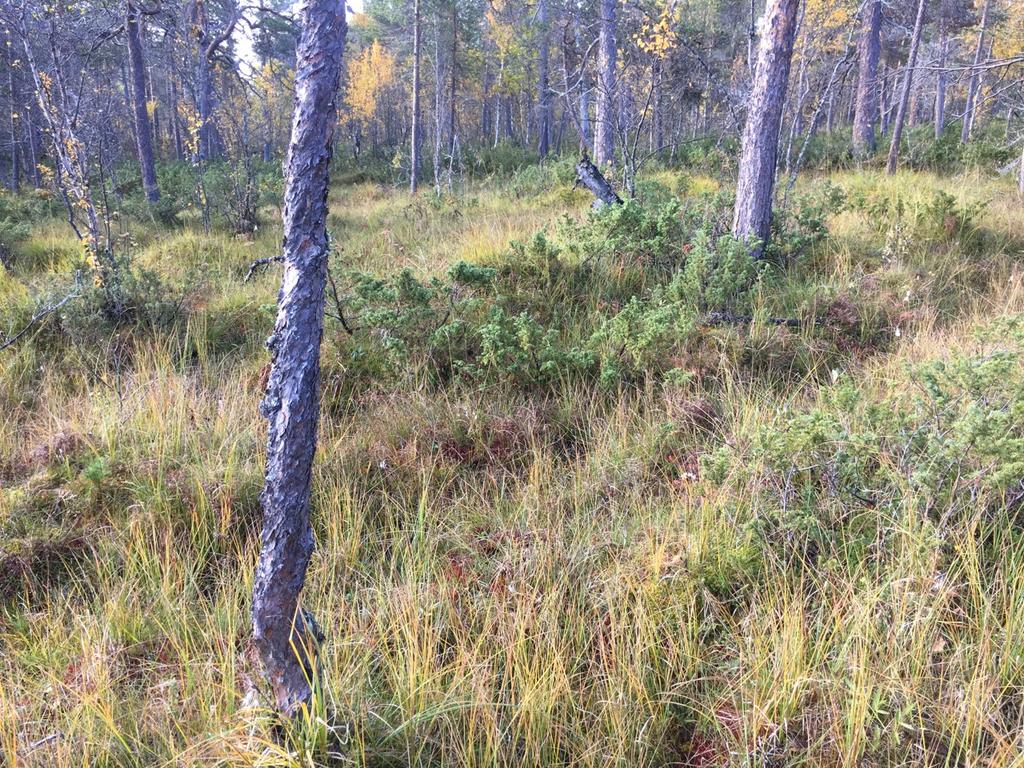 Området har nok være hogstpåvirket i lengre tid og med en svak skoglig kontinuitet.