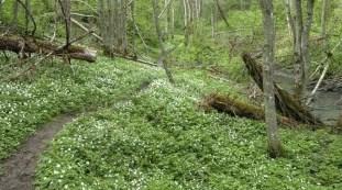 enn, Travelin storband. Arr: Ullensaker kulturhus www.ullensakerkulturhus.no Tirsdag 7. mai Tur til Ravinedalen ved Gardermoen kl. 1800-2000 Oppmøte v/ info.