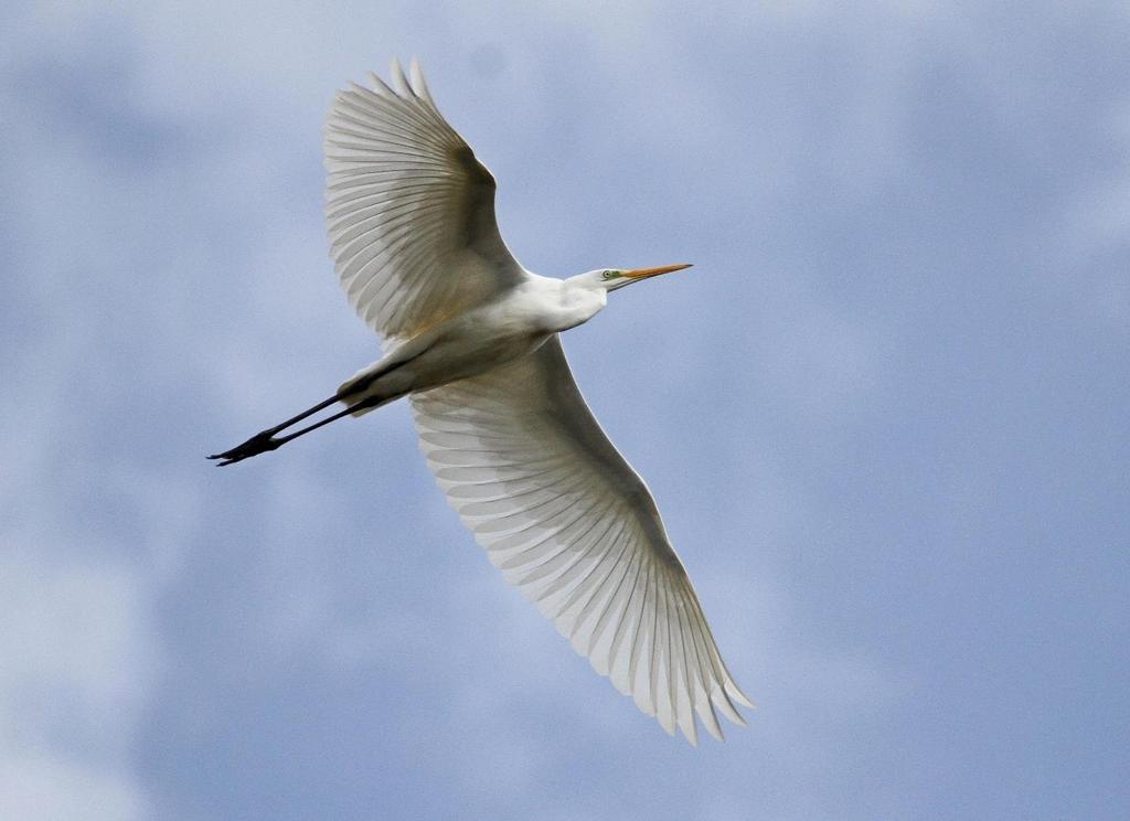 Egretthegre Linnesstranda 7.9.2014. Foto: Jorunn Villand Gråhegre Ardea cinerea * hekkefunn (3) 2014: 2 ind. reirbesøk? Snyta, Ringerike 24.3 (Vegard Bunes).