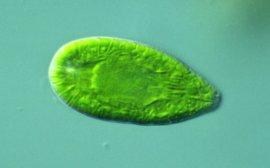 Figur 14. Gonyostomum semen. Algen måler ca 5 µm. (kilde: www.nhm.ac.uk). 2.2.2 Blågrønnalger Innholdet av blågrønnalger var moderat i begge bassengene.