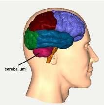 Det vestibulære system -kroppens posisjon og bevegelse Motorisk korteks - Planlagte bevegelser VOR VSR Cerebellum -Modulerer