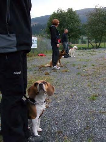 KLUBBMESTERSKAP og LYDIGHETSSTEVNE Klubbmesterskap i lydighet og offisiell lydighetsprøve onsdag 2. juni kl 17:30 på Myrbø Dyrepensjonat.