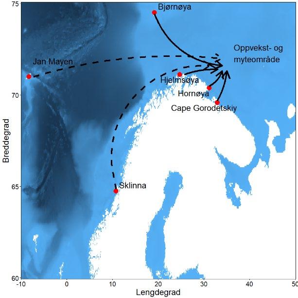 Figur 10. Mulige trekkruter som kan simuleres for lomvikolonier som bruker dette samme området i Barentshavet om høsten.