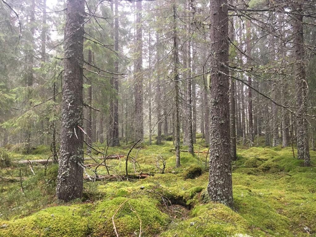 Bilder fra området Storfelten NR