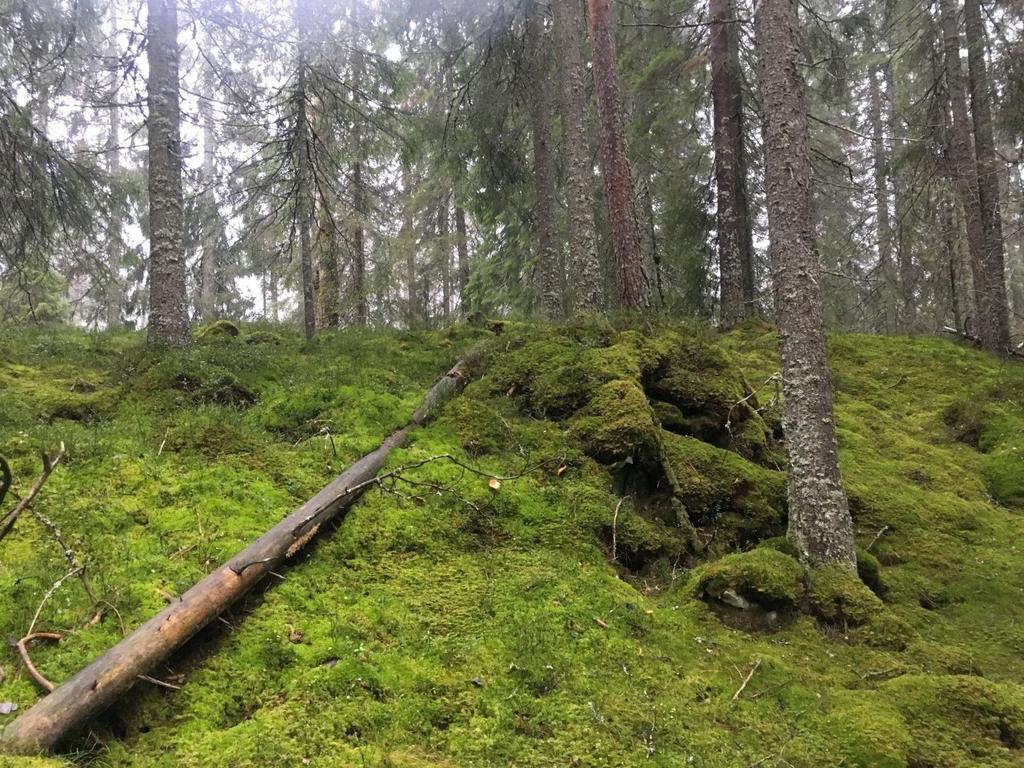 Hertzberg ye av skogen er relativt ung.