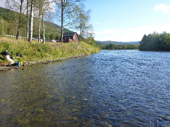 Elva her i glattstrøm og delvis stryk, substrat dominert av stein 1 (40 %) og stein 2 (40 %) og grus (19 % og storstein/blokk (10 %), middels vannføring, skog motsatt side, liten kjerrevei på