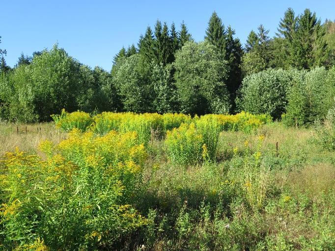 Bildet til høyre viser kanadagullris i blomst (bildet er ikke fa lokaliteten). Kanadagullris stod sammen med reinfann mot Julius Dahlsveg.