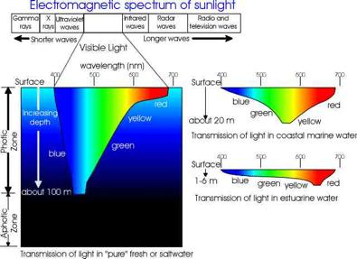 When light hits water, its many colors begin to be absorbed in the water. Mr. Roy G.