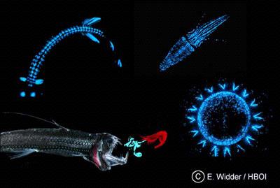 The color of choice for bioluminescence is blue