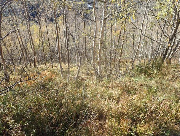 sørvest i influensområdet, er det avgrenset et område med gammel barskog (F08), Bjørnekleivi sør. Også denne lokaliteten har fått B-verdi.