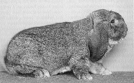 Alle bilder av kaninene har vi lånt fra det tyske blad Zeitung Kaninchen, og som dere leste her i artikkelen pågår fotografering av dyr på utstillingen hele fredag (i studio).