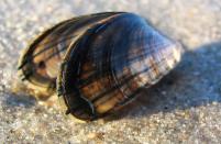 periwinkle (Littorina