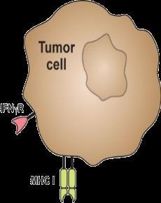 Immunterapi Kreftceller