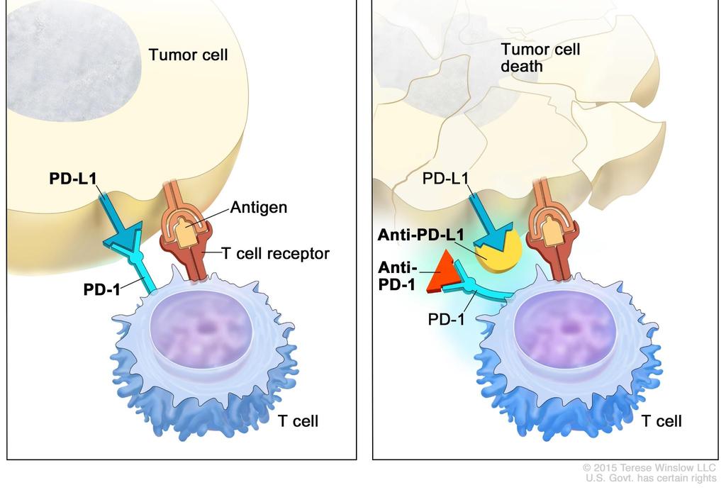 PDL1-PD1 binding hemmer immunforsvaret Ved å