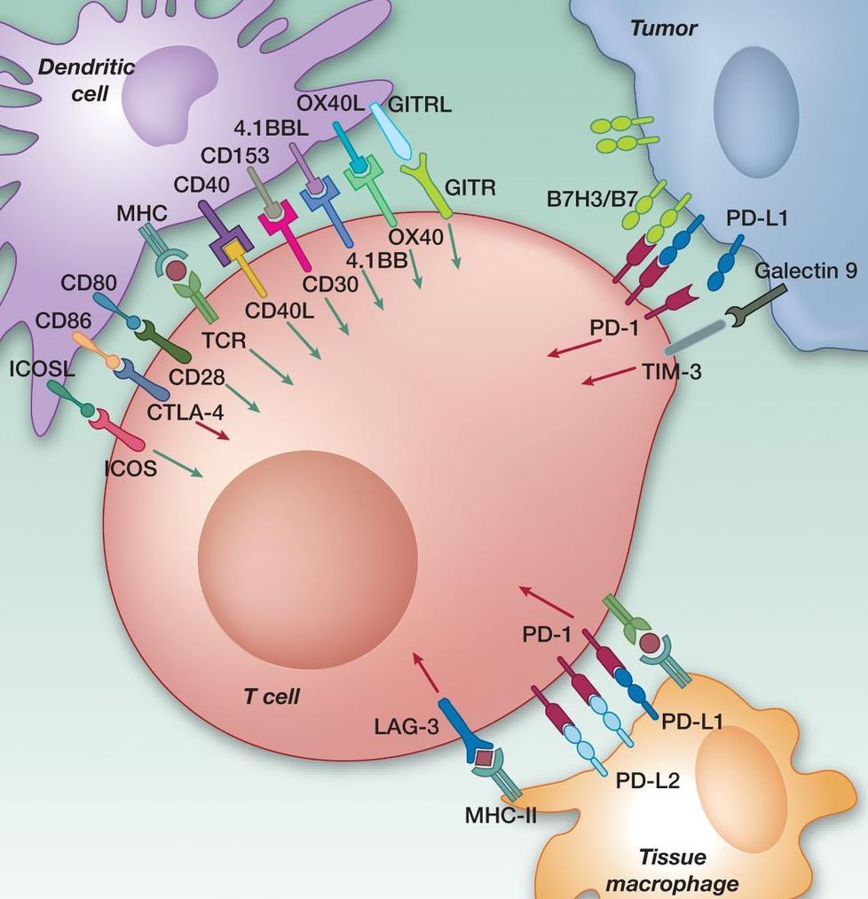 Immune Escape and therapy Expression of PD-L1 on a) tumor