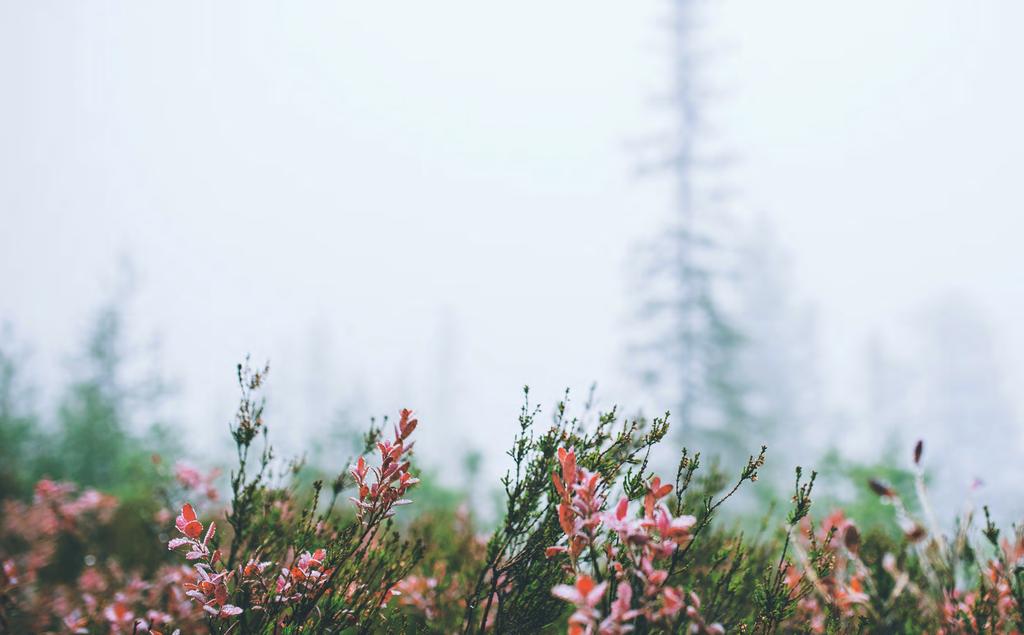 VÅR VISJON NATUROPPLEVELSER FOR LIVET VERDIER OG FORMÅLSPARAGRAF SPENNENDE DNT Oslo og Omegn skal by på utfordrende og spennende opplevelser for alle.