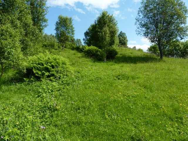 Figur 8: Tuer med bregne vokser langs skogkanten i vest. Bildet ble tatt i vest mot nordøst. UTM 32, 497772, 6991975. (Foto: Ulrike Hanssen, 06.